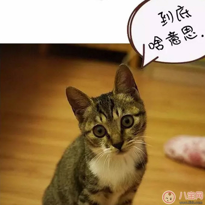 網(wǎng)絡(luò)語(yǔ)ky是什么意思 ky粉是什么意思(B站微博ky是什么縮寫(xiě)嗎)