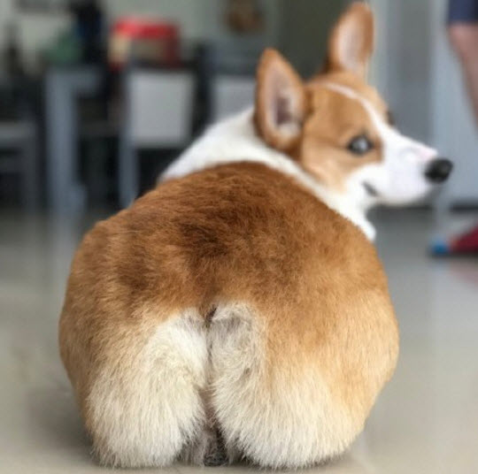 李菲兒柯基臀怎么練出來(lái)的 懶人練柯基臀的方法