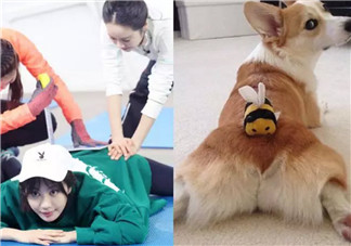 李菲兒柯基臀怎么練出來的 懶人練柯基臀的方法