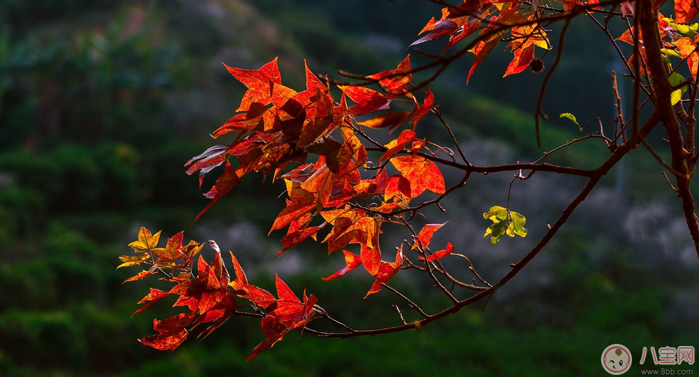貼秋膘有什么技巧 貼秋膘注意事項