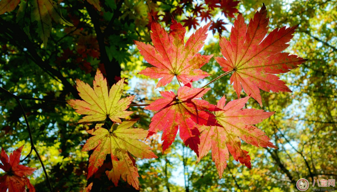 貼秋膘有什么技巧 貼秋膘注意事項