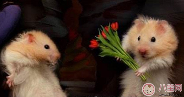 2017婦男節(jié)是哪天 婦男節(jié)年齡界限(婦男節(jié)怎么過)