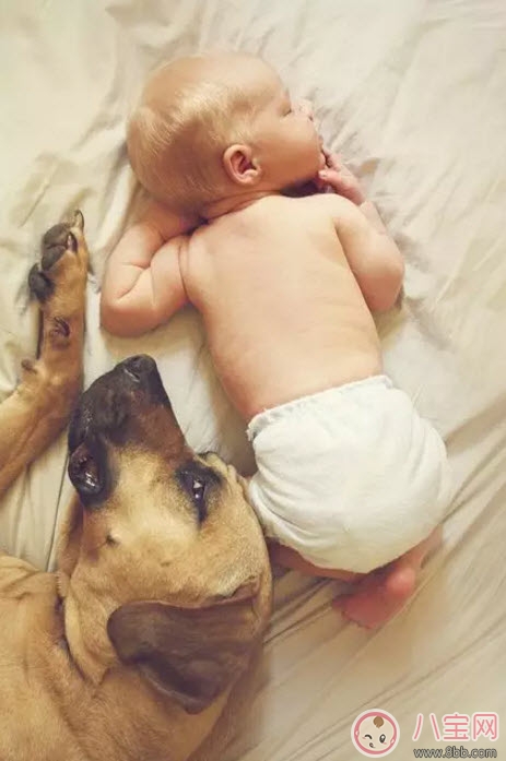 小寶寶拿狗盆里的狗食 夏季小寶寶如何與狗狗相處 小寶寶拿狗盆里的狗食 夏季小寶寶如何與狗狗相處