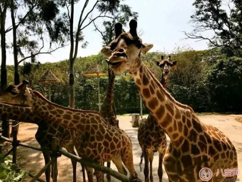 2017七夕節(jié)全家出游攻略 帶娃出行怎么做 2017七夕節(jié)全家出游攻略 帶娃出行怎么做