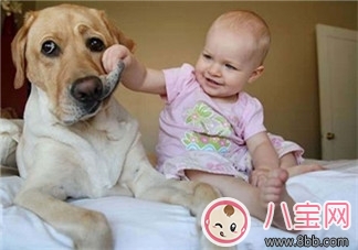 寶寶與家里養(yǎng)的寵物相處注意事項(xiàng)