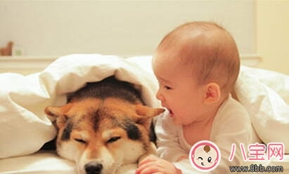 寶寶與家里養(yǎng)的寵物相處注意事項(xiàng)