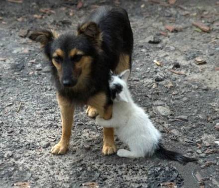 爆笑惡搞圖片之不要離開我