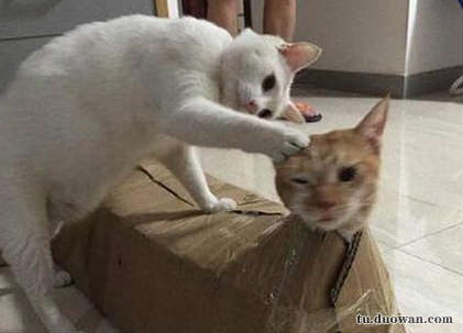 搞笑內(nèi)涵段子圖片大分享