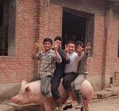 你們想過豬的感受嗎？