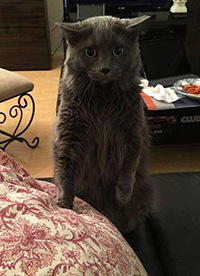 搞笑內(nèi)涵圖之喵星人:我仿佛聞到了小魚干的味道