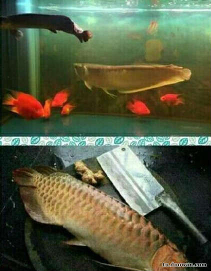 搞笑內(nèi)涵圖之喵星人:我仿佛聞到了小魚干的味道