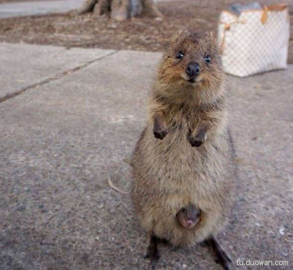 搞笑內(nèi)涵圖片之拔下來那一刻我好方
