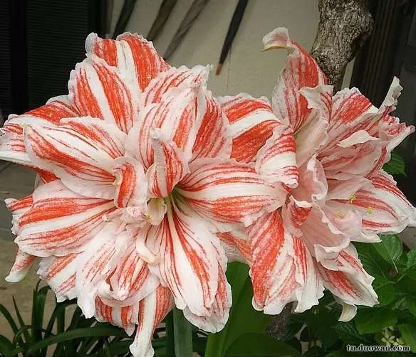 搞笑內(nèi)涵段子圖片大分享