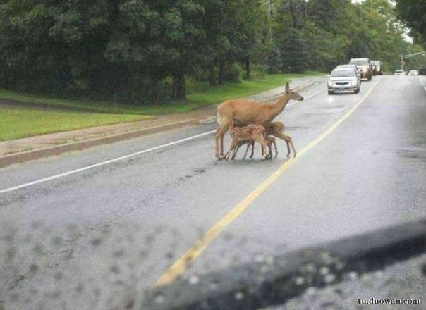 搞笑內(nèi)涵圖之喵星人:我仿佛聞到了小魚(yú)干的味道