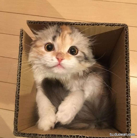 搞笑內(nèi)涵圖片之拔下來那一刻我好方