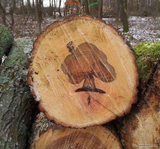 搞笑內(nèi)涵圖片之總感覺(jué)好像哪里不對(duì)