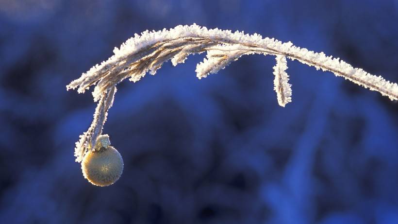 霜下的大自然圖片