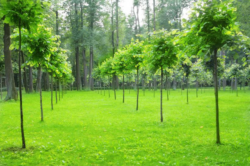 綠色清新大自然圖片