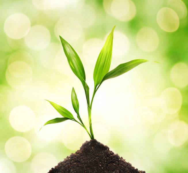 綠色清新大自然圖片