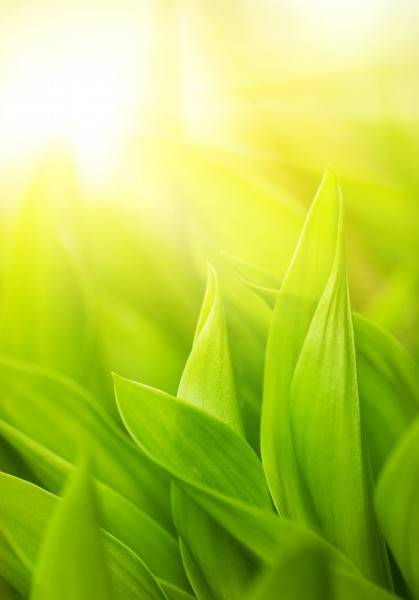 綠色清新大自然圖片