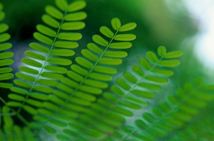 綠色清新大自然圖片