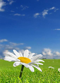 綠色清新大自然圖片