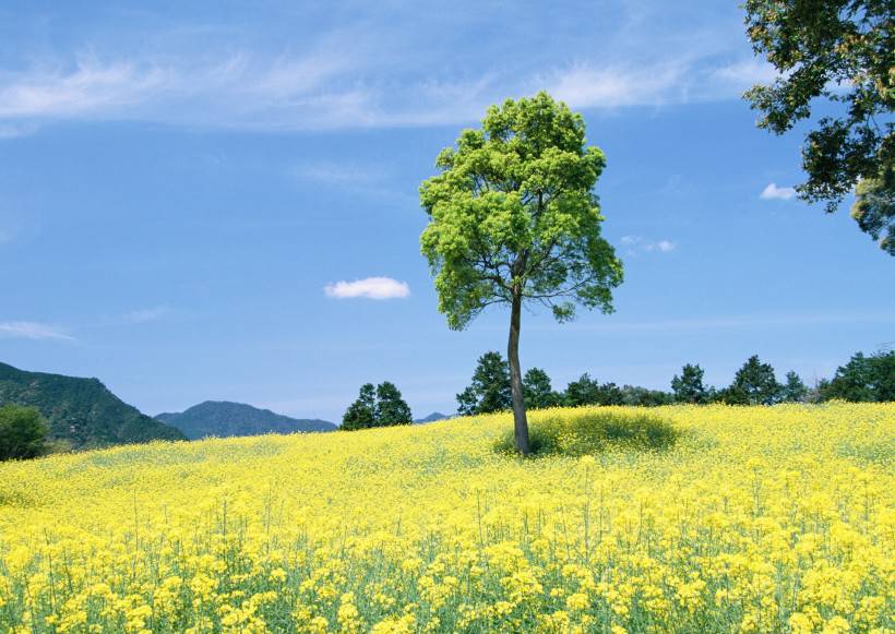 人與綠色大自然圖片