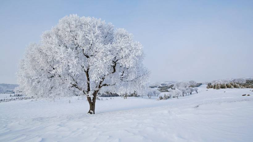 壩上草原冬景霧凇圖片