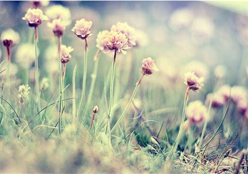 小清新鄉(xiāng)村自然風光美景圖片