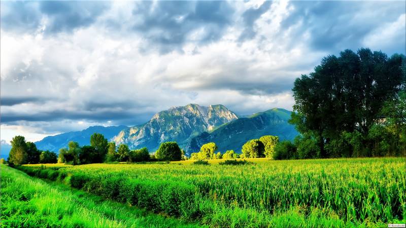 美麗的綠色草原風(fēng)景圖片欣賞
