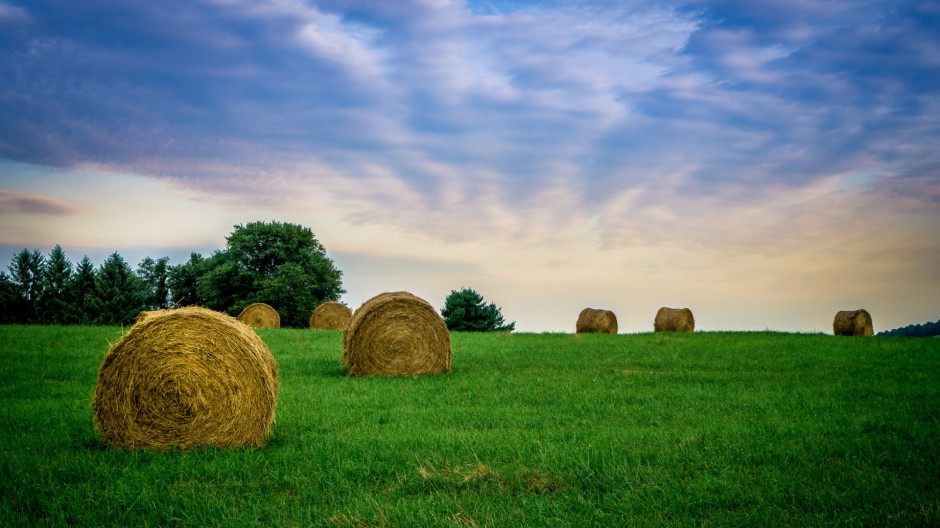 綠色唯美大草原圖片大全