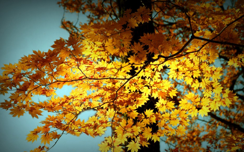 秋天唯美落葉意境大自然圖片