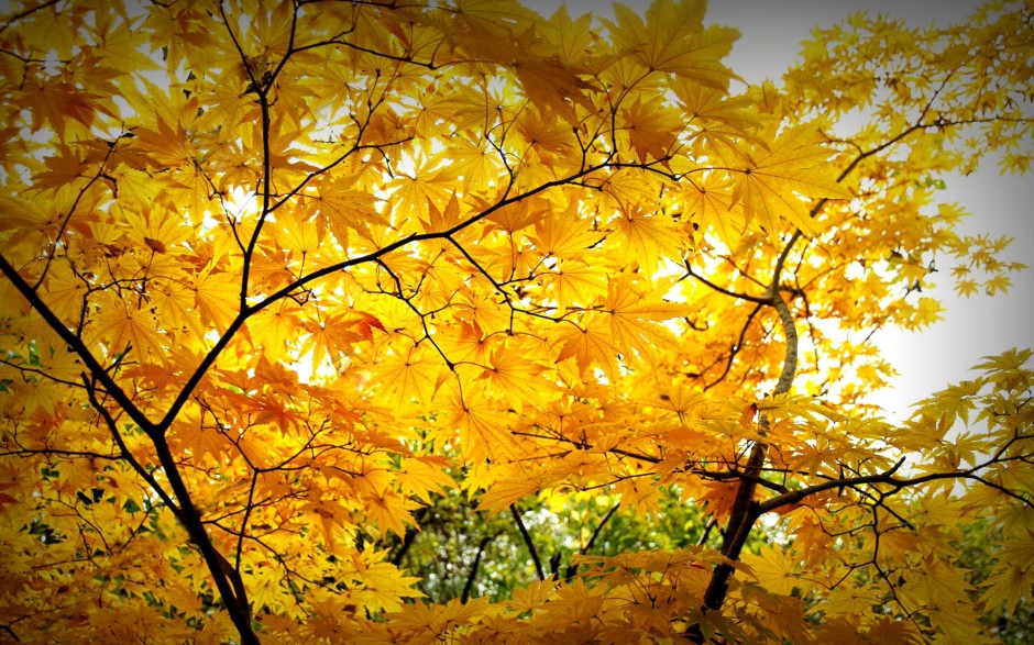 秋天唯美落葉意境大自然圖片