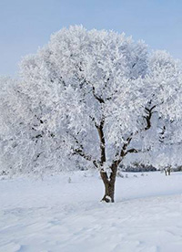 壩上草原冬景霧凇圖片”