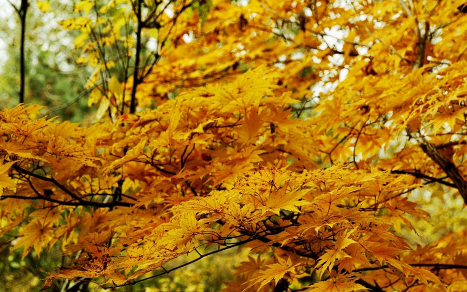 秋天唯美落葉意境大自然圖片