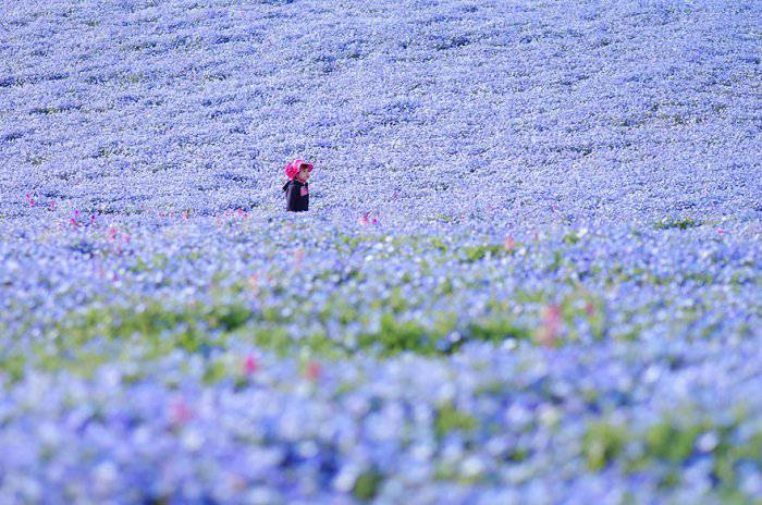 唯美花海自然風景圖片大全