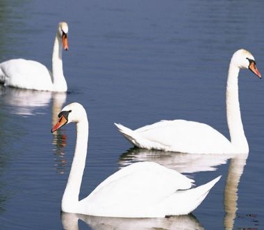 孕婦夢(mèng)見(jiàn)天鵝