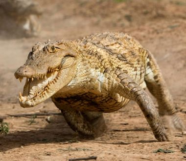 孕婦夢(mèng)見(jiàn)鱷魚