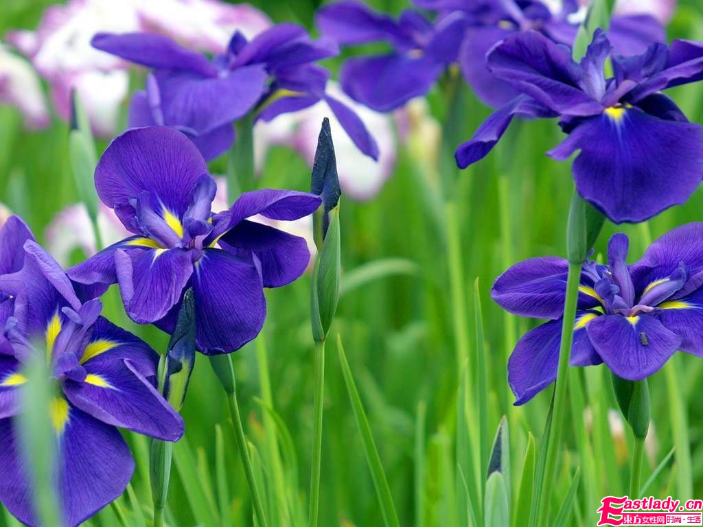 4款精油和失眠說(shuō)BYEBYE