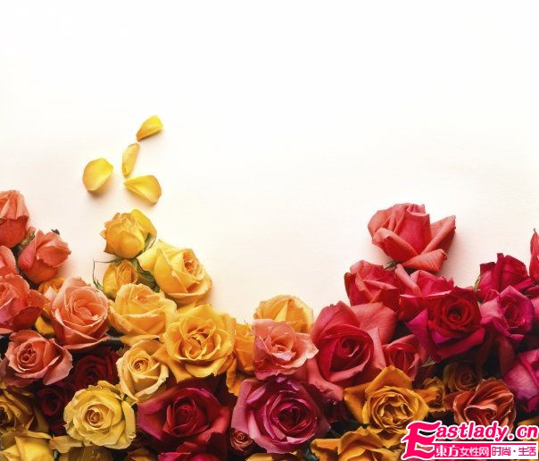 美容圣品玫瑰精油全接觸