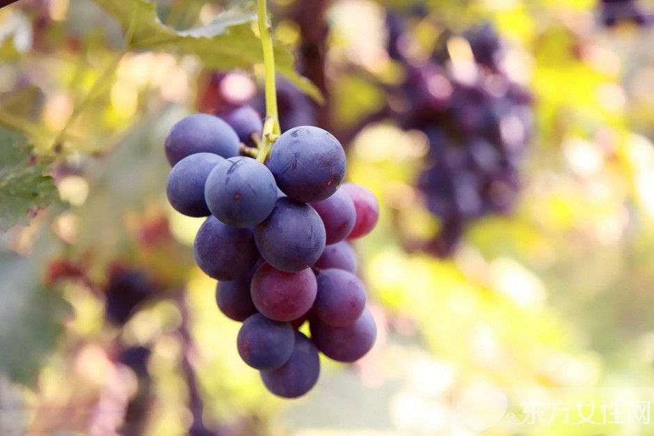 干性皮膚怎么保養(yǎng) 自制補水保濕面膜推薦