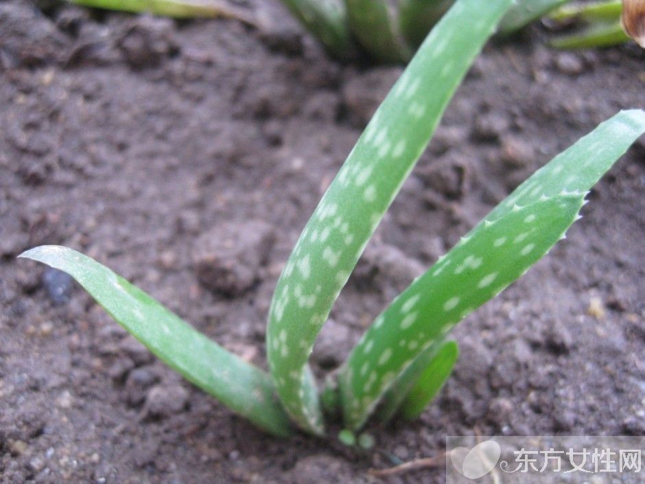 蘆薈如何美容 蘆薈四大美容功效大揭秘