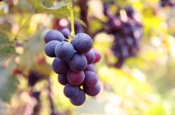 干性皮膚怎么保養(yǎng) 自制補(bǔ)水保濕面膜推薦