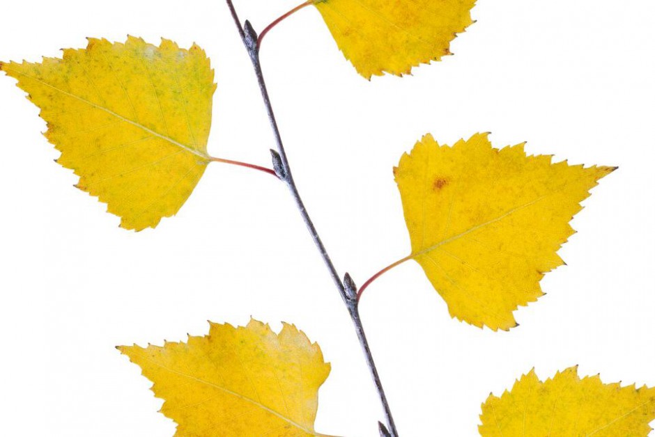 DIY自制除皺面膜 低成本的美麗秘訣