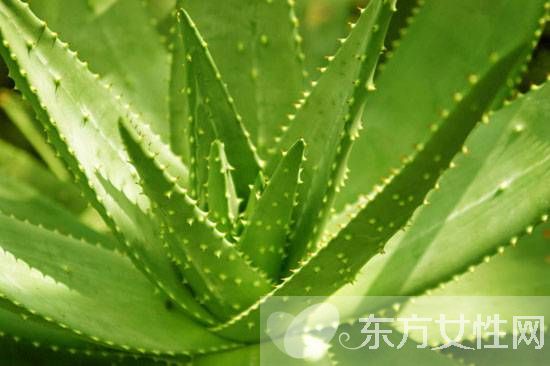 蘆薈如何美容 蘆薈四大美容功效大揭秘