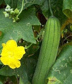 絲瓜的功效與作用 吃絲瓜美白又淡斑