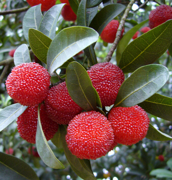 吃什么美白 盤點(diǎn)5類 莓 水果的功效