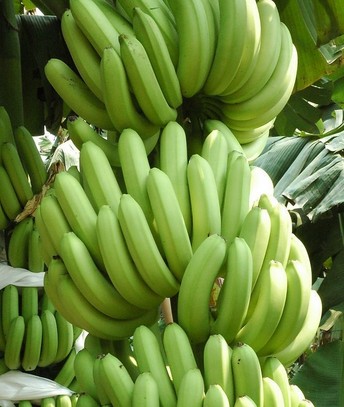 水果養(yǎng)生 夏季美白水果大全