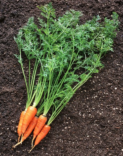 補血的食物有哪些 女人血氣不好易長斑