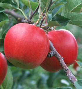 秋天吃什么水果好 秋季護膚必不可少的水果